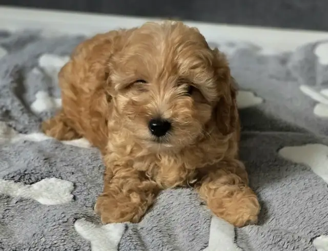 Ile kosztuje maltipoo z hodowli? Ceny, które mogą Cię zaskoczyć