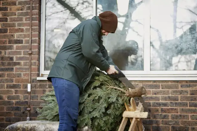 Mężczyzna w brązowej czapce i zielonej kurtce piłuje piłą ręczną pień choinki.