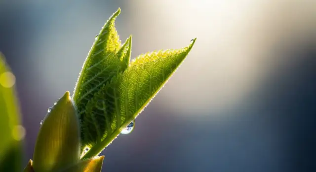 Grzybica siusiaka u dziecka objawy - jak rozpoznać i leczyć?
