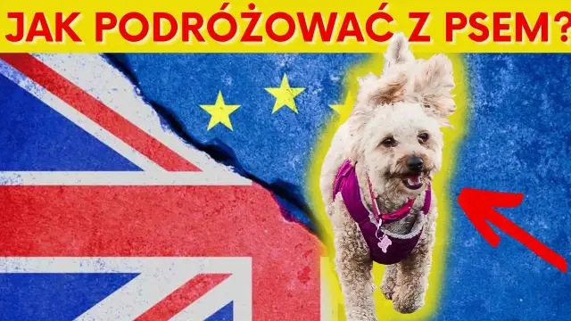 Jak przewieźć psa z Polski do Anglii? Ważne wymagania i porady