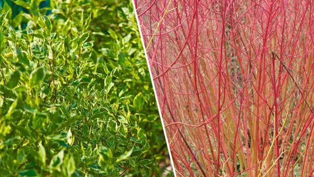 Jak sadzić dereń biały na żywopłot, aby uniknąć błędów?