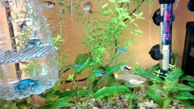 Jak zrobić kotnik dla gupika - proste sposoby na udane rozmnażanie