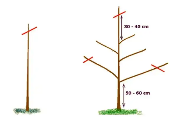 Jak przyciąć jabłoń po posadzeniu: 5 kroków do zdrowego drzewa
