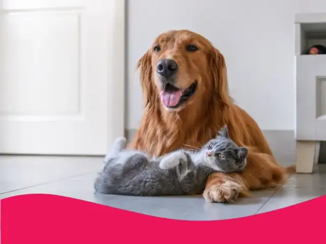 Ile kosztuje wizyta u weterynarza z psem? Sprawdź, by nie przepłacać