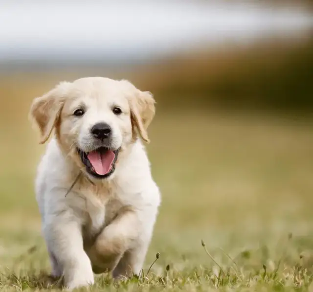 Ile karmy dla szczeniaka golden retriever? Kluczowe informacje o dawkowaniu.