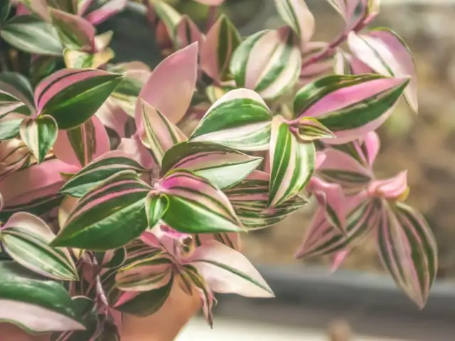 Jak kwitnie trzykrotka? Odkryj jej piękno i sekrety pielęgnacji