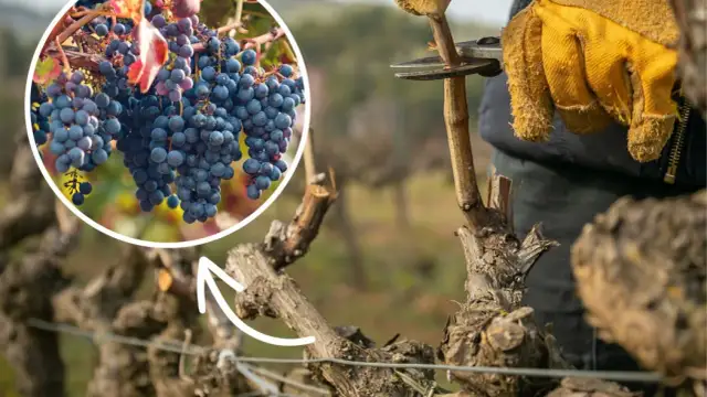 Przycinanie winogron: Sekret obfitych zbiorów w Polsce