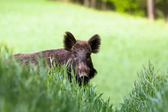 Ile kosztuje dzik w skupie? Sprawdź aktualne ceny i czynniki wpływające