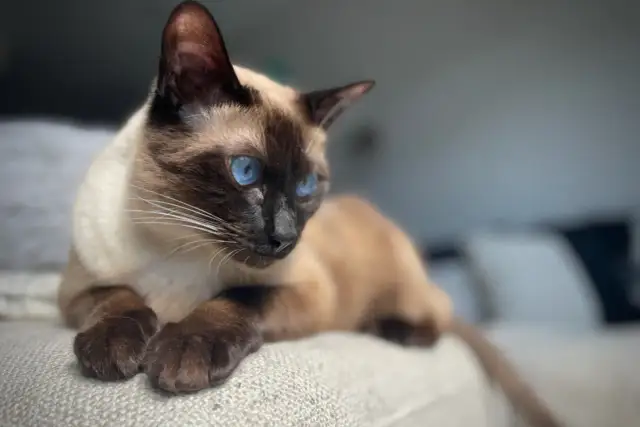 Koty, które mało linieją: Rasy idealne dla alergików i czystego domu