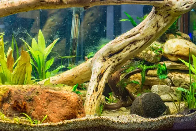 Jak zrobić ozdoby do akwarium, aby uniknąć błędów i zapewnić bezpieczeństwo