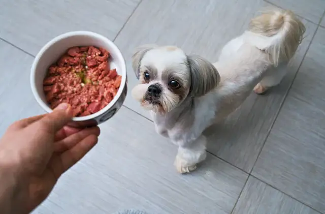 Jaka karma dla szczeniaka sucha czy mokra? Odkryj ich wady i zalety