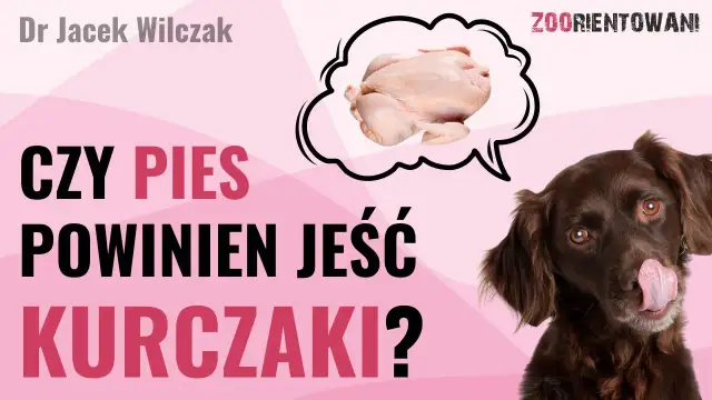 Czy pies może jeść kurczaka? Bezpieczne sposoby i zagrożenia