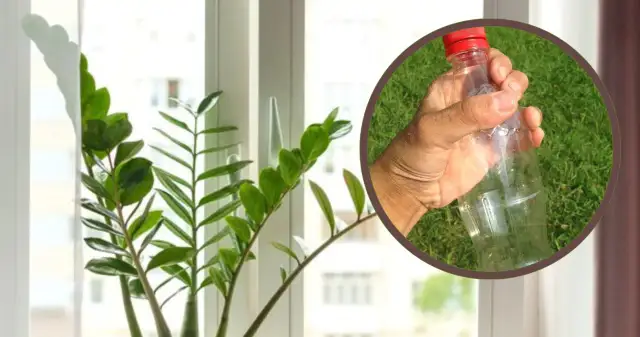 Ile dziur w doniczce? Dowiedz się, jak zapewnić zdrowe rośliny