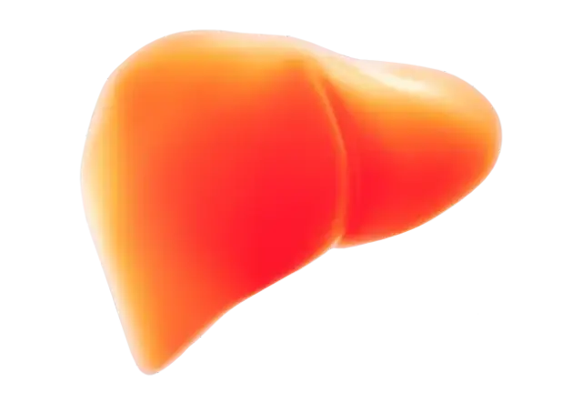 Ile czasu regeneruje się wątroba: Jak długo trwa regeneracja wątroby?