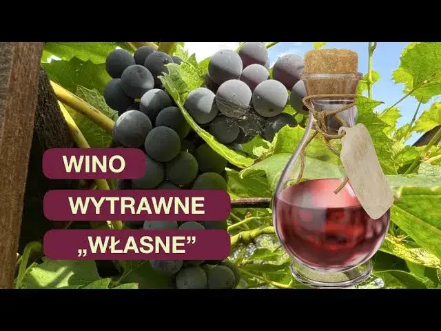 Jak zrobić wino wytrawne z winogron krok po kroku bez błędów