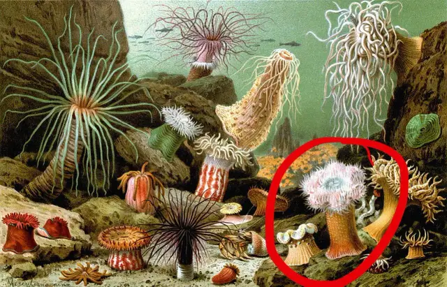 Koralowiec jak kwiat: tajemnice organizmów przypominających kwiaty