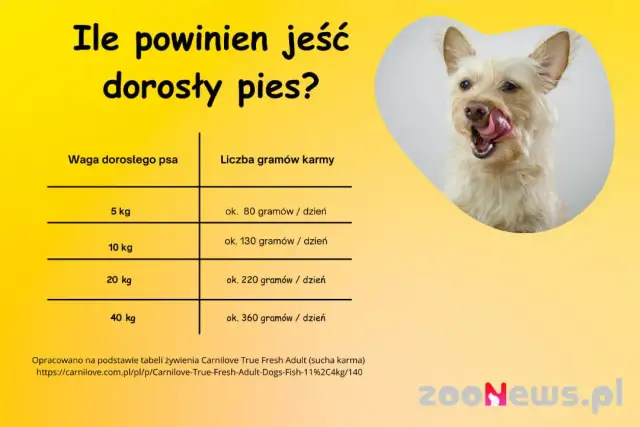 Ile gotowanego jedzenia dla psa? Oblicz dawkę i karm zdrowo