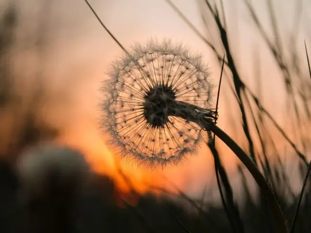 Cytaty o zmarłych: Ukojenie, pamięć i nadzieja w trudnych chwilach