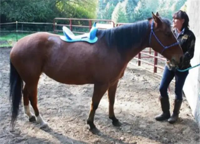 Jak zmierzyć rozstaw łęku w siodle, aby uniknąć niewłaściwego dopasowania