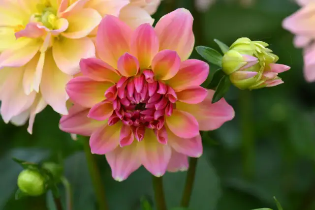 Dalie inaczej: różowo-żółta piękność z pąkami w tle.