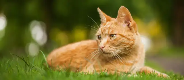 Rudy kot w trawie, zastanawia się, czy koty mogą jeść buraki.