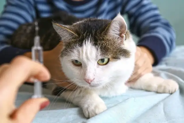 Cukrzyca u kota objawy: jak rozpoznać i uniknąć poważnych problemów