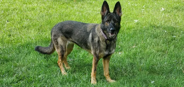 Owczarek niemiecki na trawie. Zastanawiasz się, co zrobić, żeby owczarek niemiecki przytył? Zadbaj o jego dietę i aktywność.