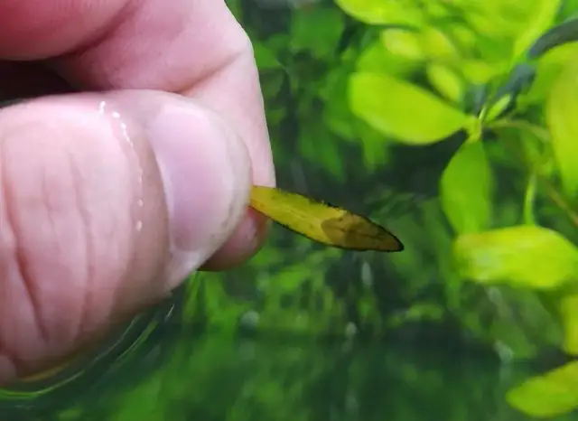 Niedobór CO2 w akwarium objawy – jak rozpoznać i uniknąć problemów