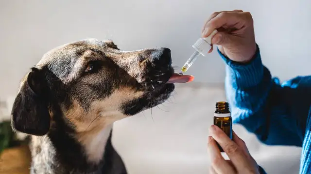 Olej z konopi dla psa – jak poprawić zdrowie i samopoczucie pupila