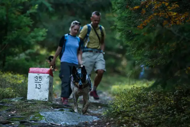 Planowanie wycieczki w Sudety z psem: wszystko co musisz wiedzieć