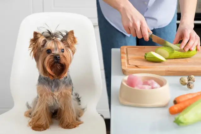 Czy pies może jeść cukinię? Bezpieczne sposoby na zdrową dietę psa