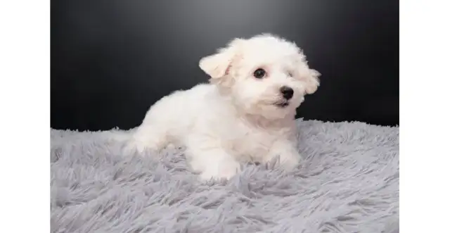 Jak wytresować maltańczyka: skuteczne techniki i porady na start