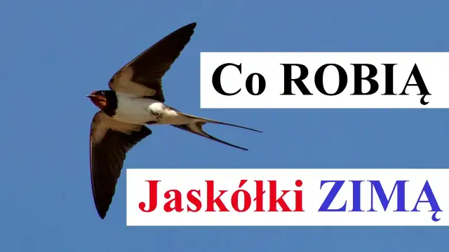 Poznaj fascynujące miejsca, gdzie zimują jaskółki i ich trasy migracji