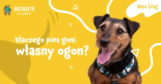 Dlaczego szczeniak gryzie ogon? Odkryj powody i rozwiązania