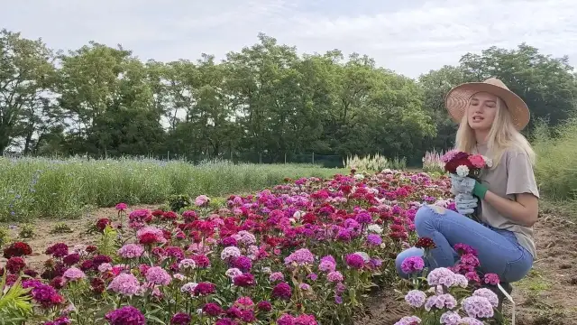 Kiedy siać goździk brodaty, aby uniknąć błędów w uprawie?