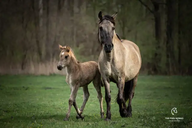 Odkryj Stado Ogierów Sieraków: Najstarsza stadnina i konna przygoda