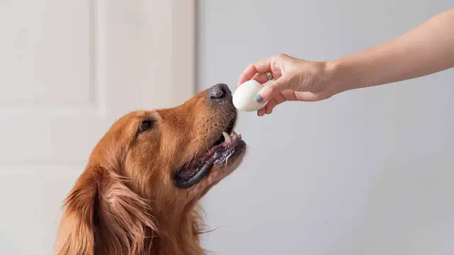 Jajecznica dla psa: Bezpieczne przygotowanie i korzyści zdrowotne