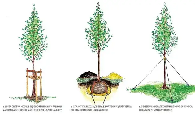 Jakie drzewa sadzić na osiedlach, by uniknąć problemów z korzeniami?