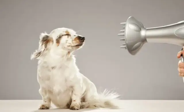 Czy można strzyc psy z sierścią? Kluczowe zasady i ostrzeżenia