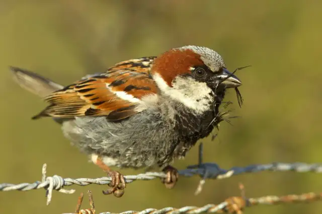 Wróble: cisi nosiciele chorób? Odkryj zagrożenia i profilaktykę