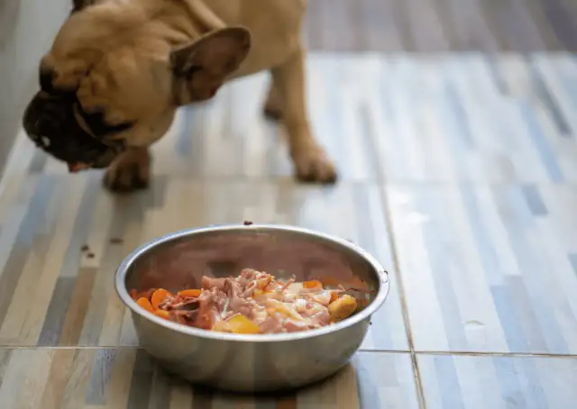 Co ugotować dla psa? Zdrowa dieta domowa krok po kroku!