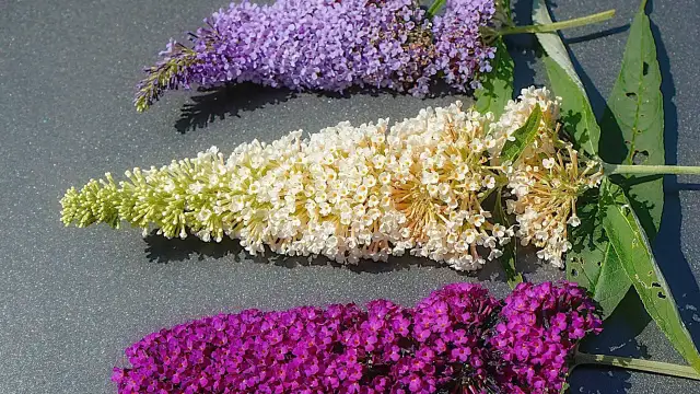 Budleja trójkolorowa jak uprawiać – sekrety udanej pielęgnacji