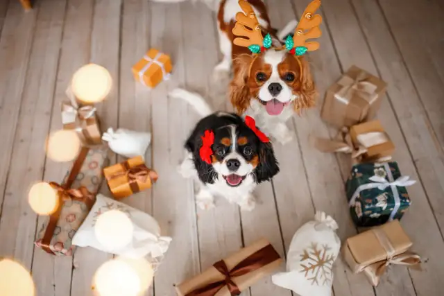 Co kupić psu pod choinkę? 10 pomysłów na idealne prezenty