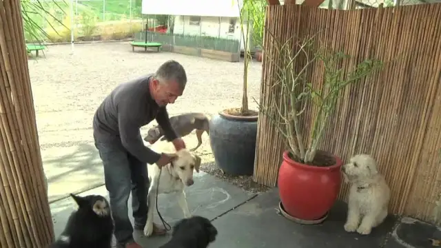 Filmy o labradorze, które poruszają serca i zmieniają życie