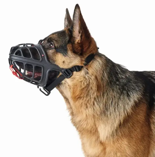 Jak wybrać odpowiedni kaganiec dla psa - uniknij błędów przy wyborze