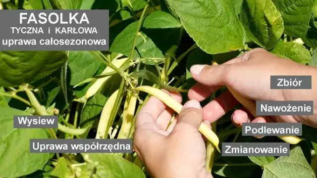 Jak kwitnie fasola i jak zapewnić jej obfite kwitnienie?