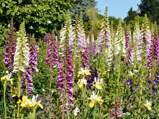 Jakie kwiaty siać w sierpniu, aby cieszyć się pięknym ogrodem