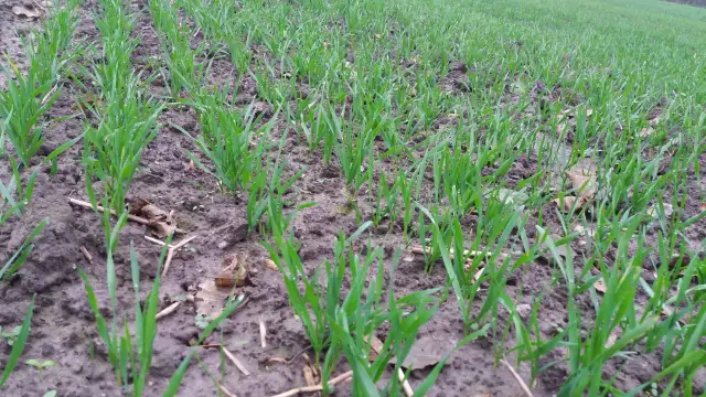 Jaki nawóz pod zboża ozime jesienią? Sprawdź najlepsze porady