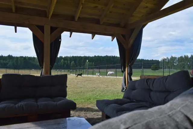 Relaks przy widoku na konie i psy biegające po trawie w ośrodku jeździeckim Qń.