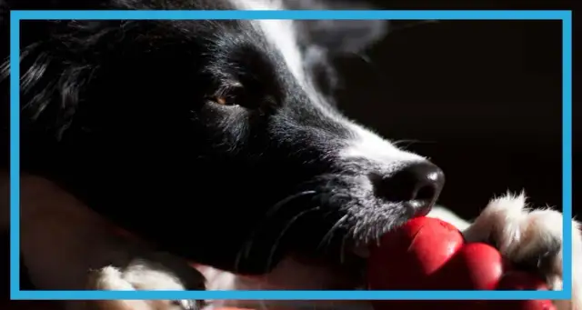 Kong dla psa czym wypełnić? Najlepsze i bezpieczne pomysły na nadzienie